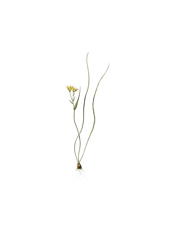 Ornithogalum Spathaceum