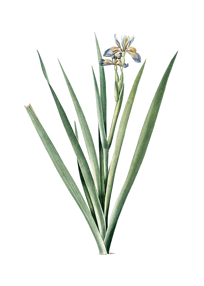 Vintage Stinking Iris