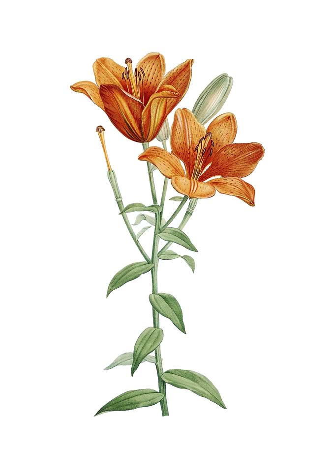 Orange Bulbous Lily Flower