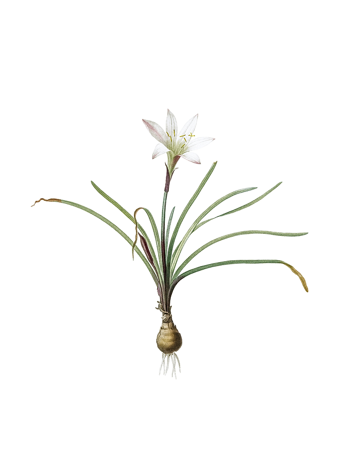 Vintage Rain Lily on White