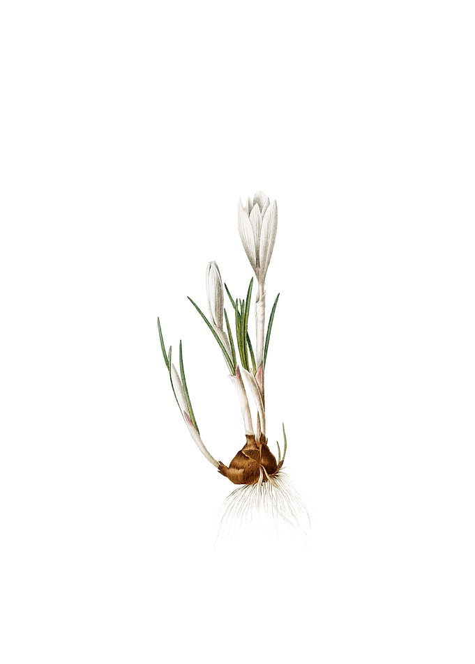 Vintage Spring Crocus
