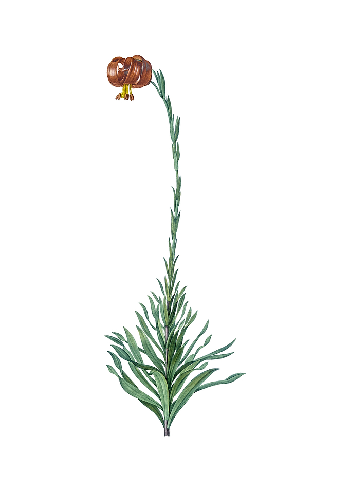 Scarlet Martagon Lily