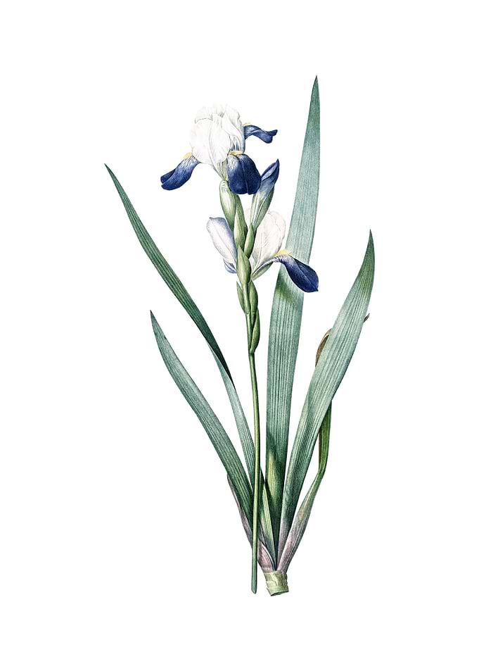 Vintage Tall Bearded Iris