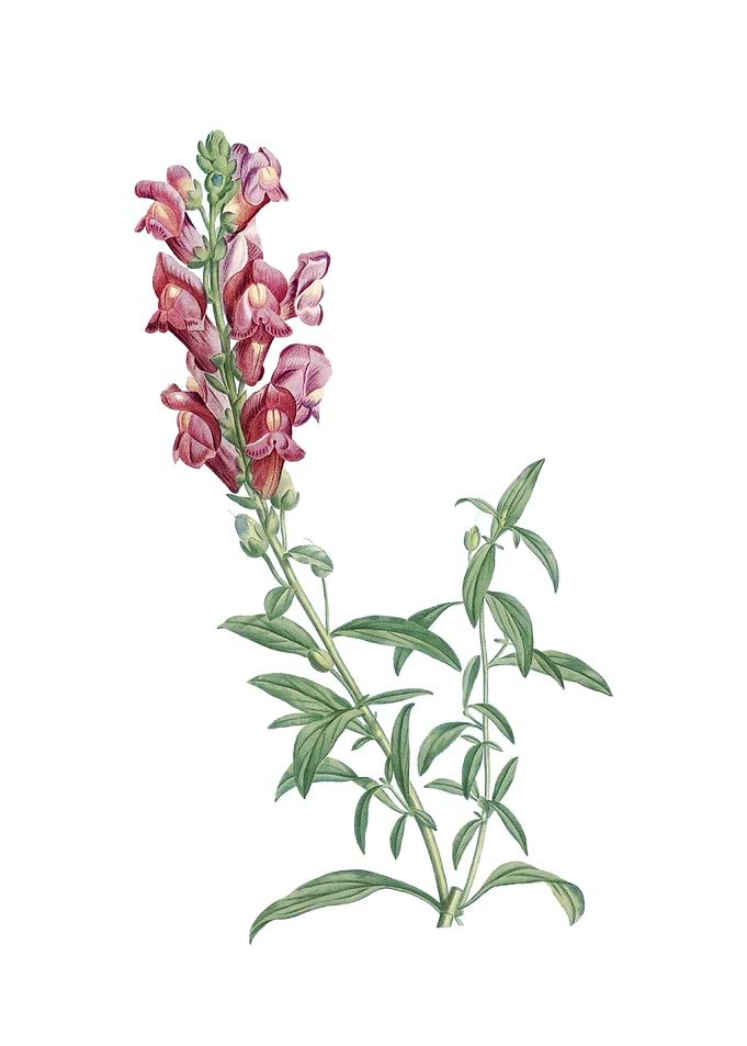 Vintage Red Dragon Flowers