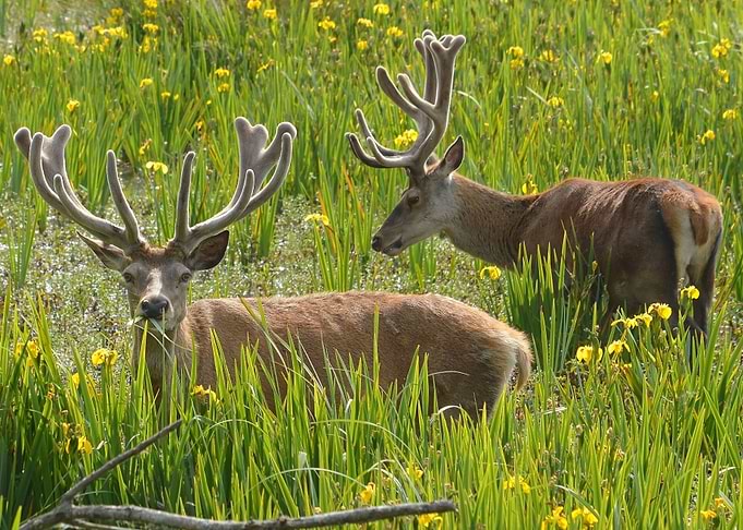 Two red deer