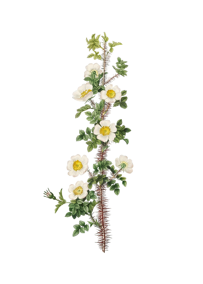 Vintage Scotch Rose Bloom