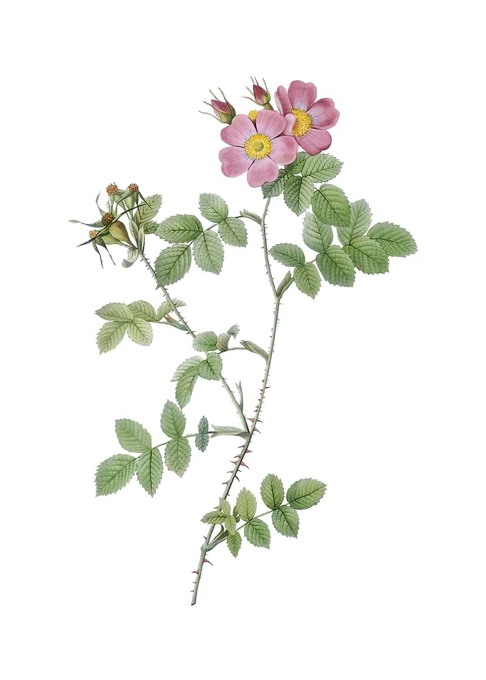Pink Sweetbriar Roses