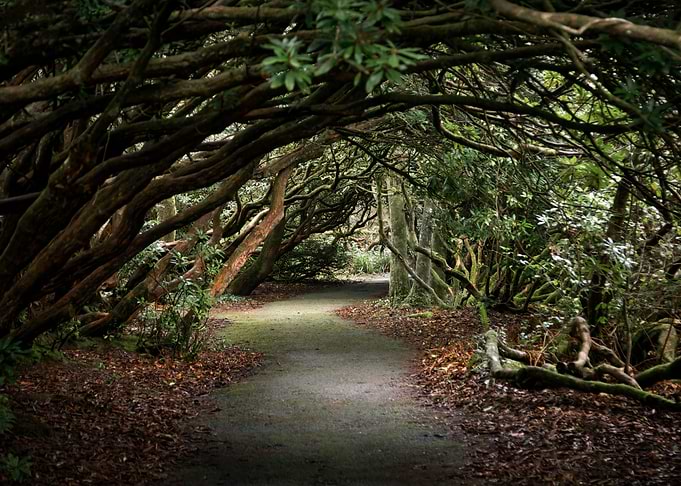 Rhododendron tree arch