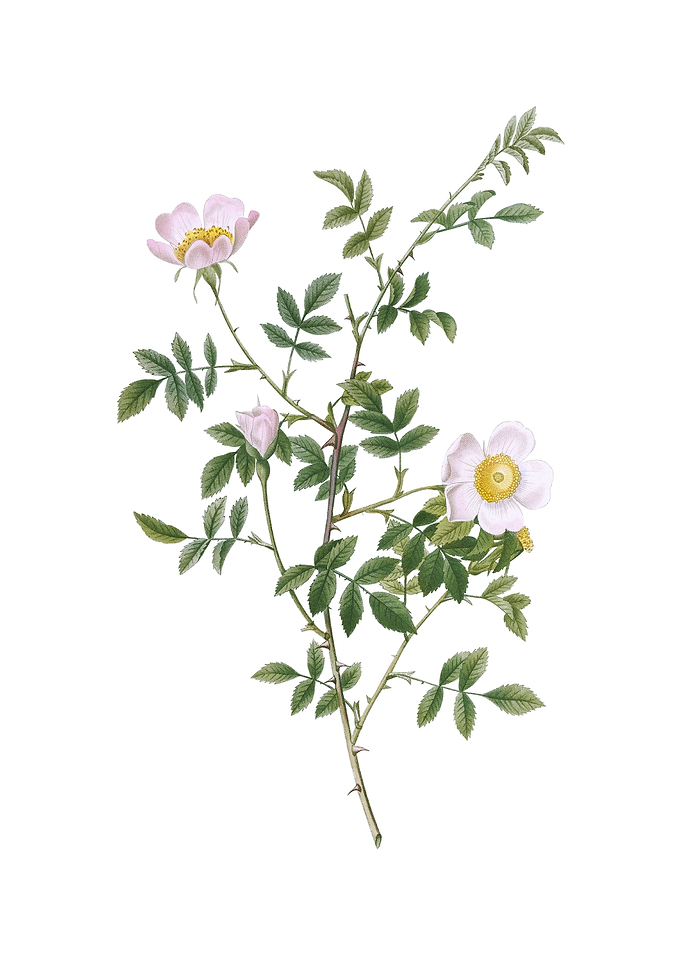 Pink Hedge Rose in Bloom