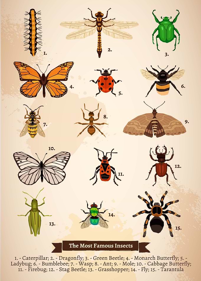 insect