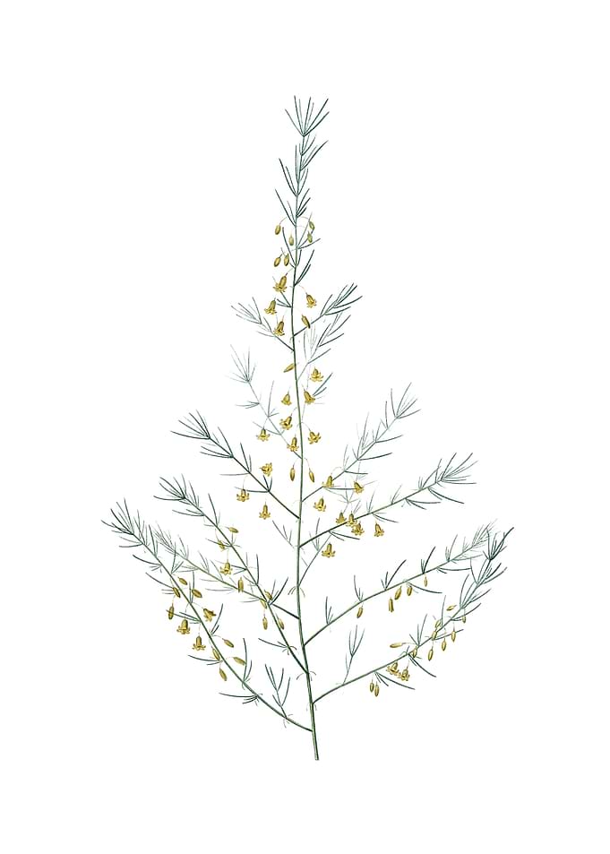 Vintage Sea Asparagus