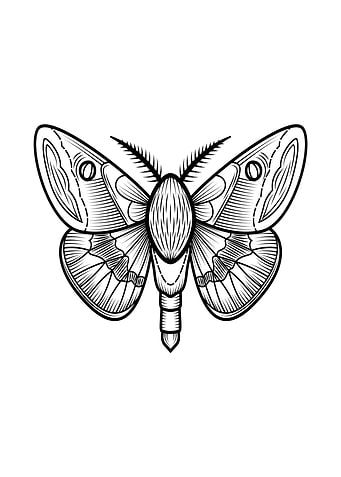 insect art