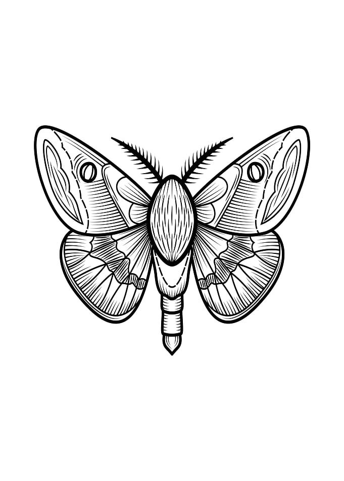 insect art