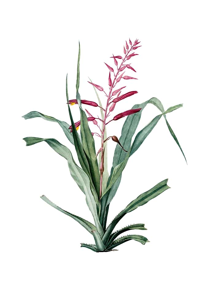 Pitcairnia Bromeliaefolia