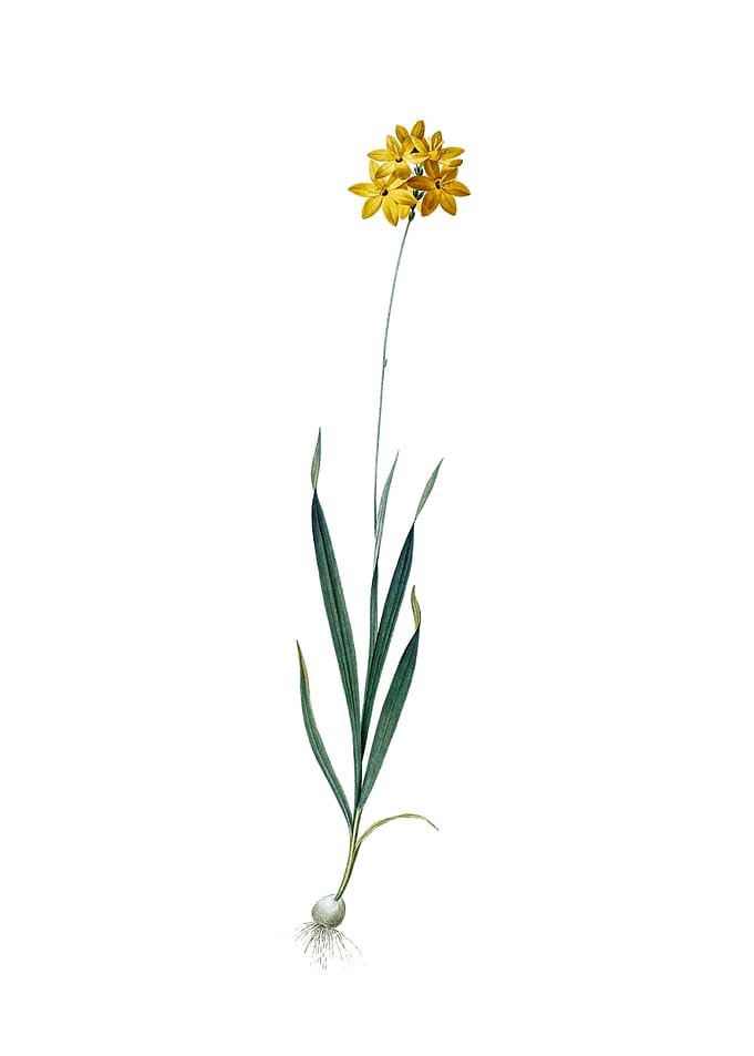 Vintage Orange Ixia Flower