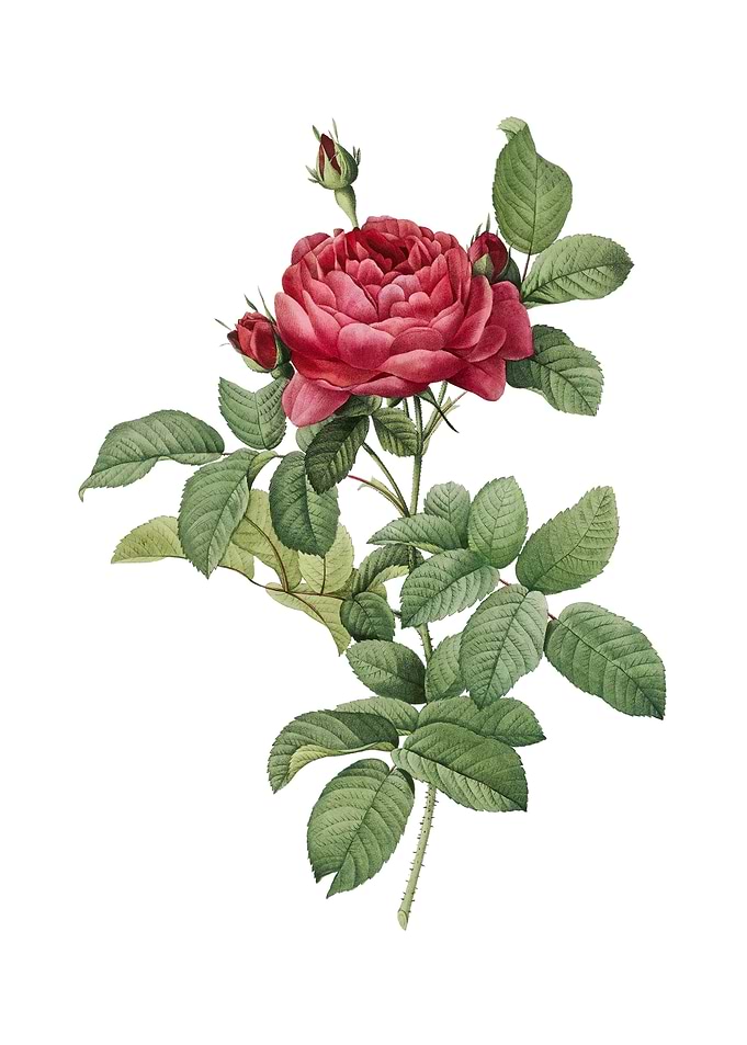 Vintage Red Gallic Rose