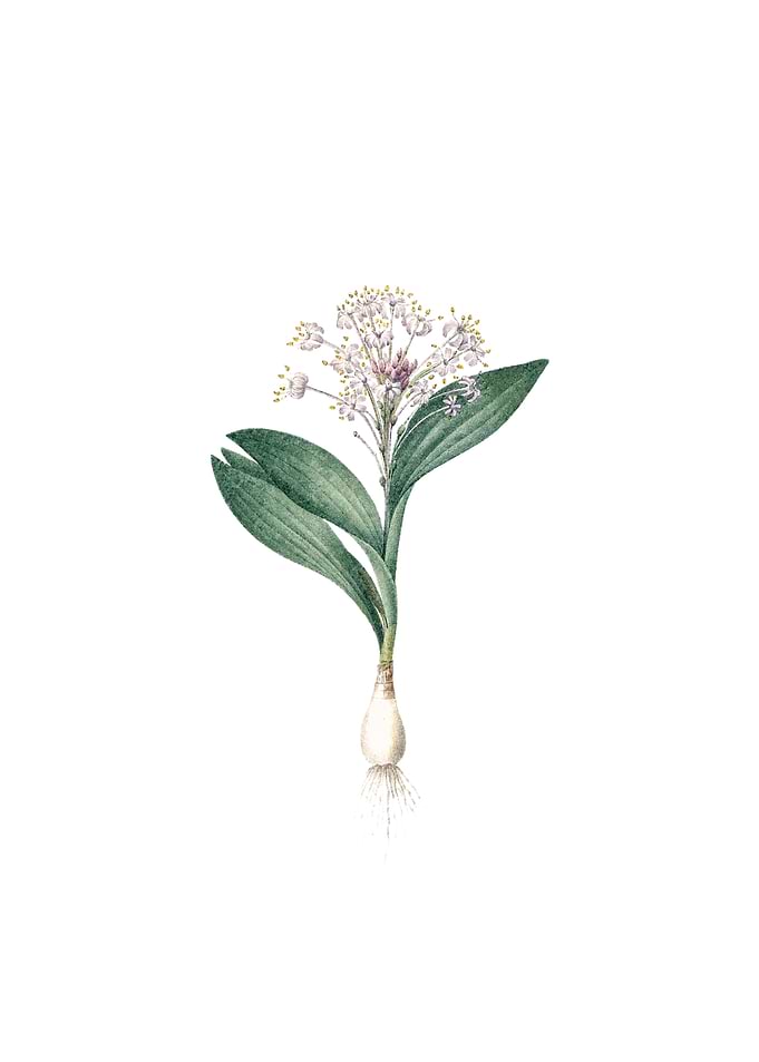 Vintage Pygmy Hyacinth