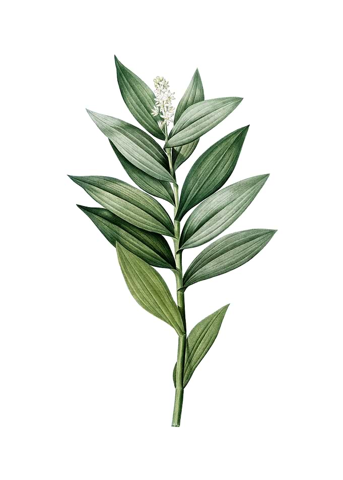 Vintage Smilacina Stellata