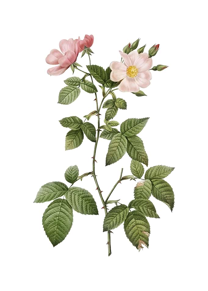 Red Bramble Leaved Rose