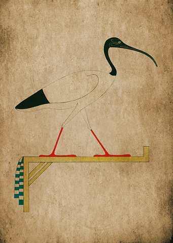 Egyptian Ibis