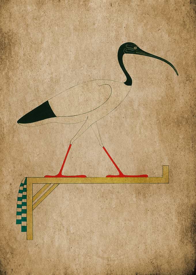 Egyptian Ibis