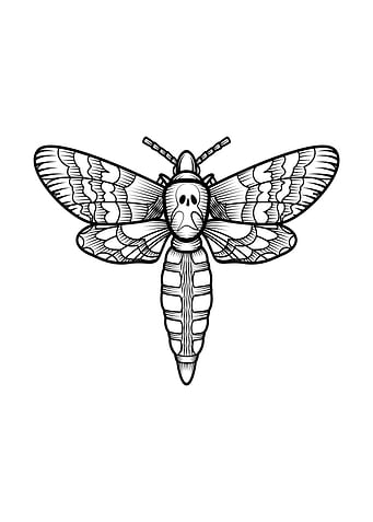 insect art
