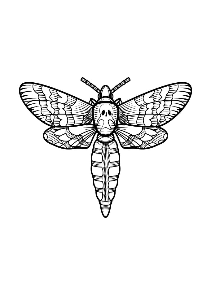 insect art