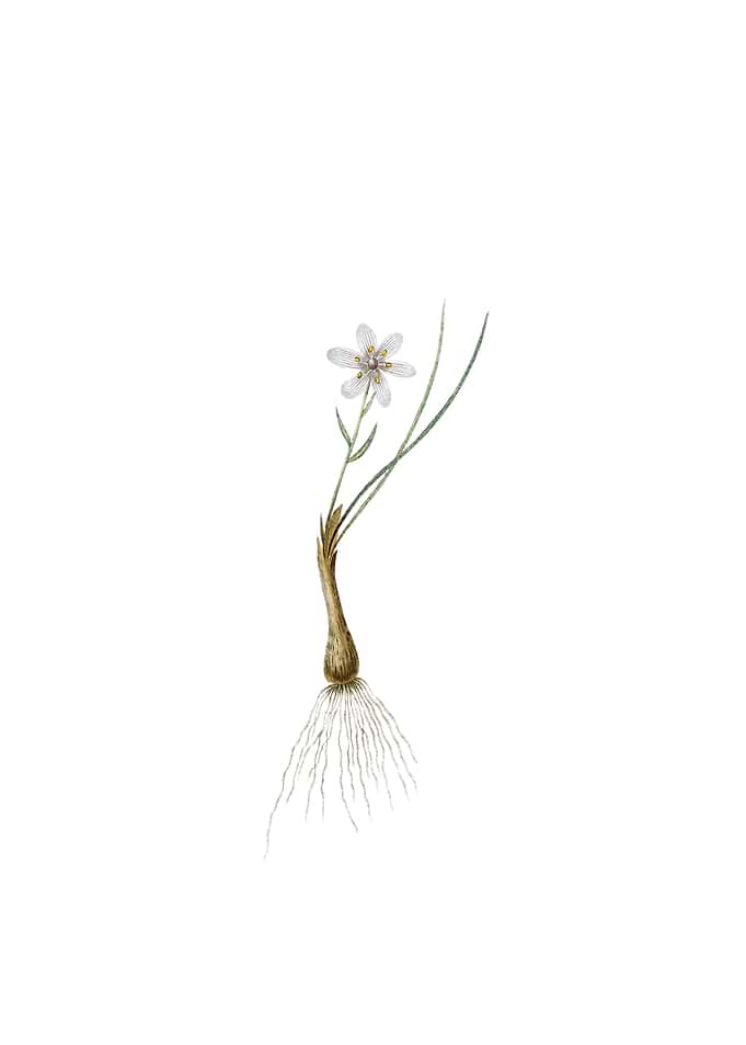 Vintage Snowdon Lily