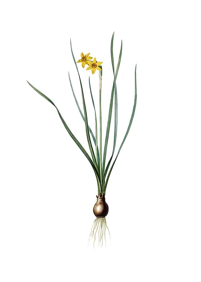 Vintage Rush Leaf Jonquil