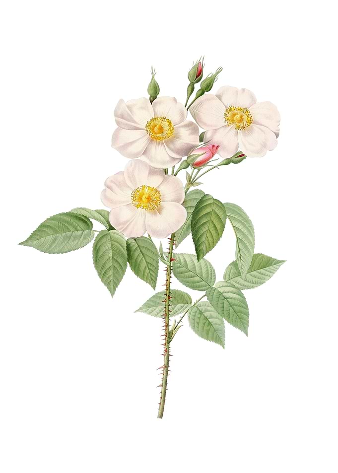 Vintage Rose of Castile