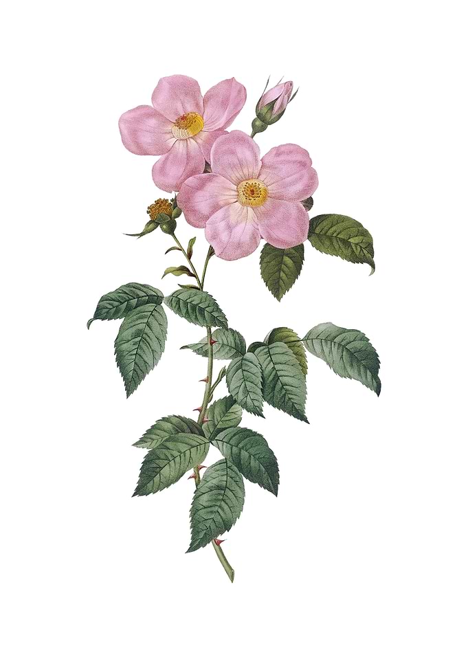 Tea Scented Roses Bloom