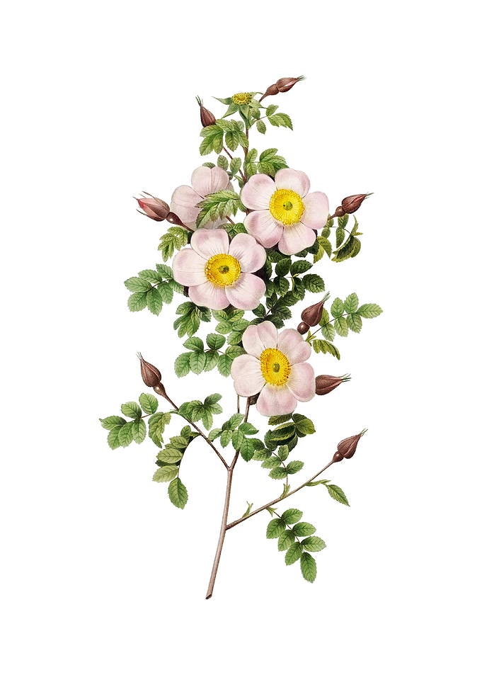 Thornless Burnet Rose