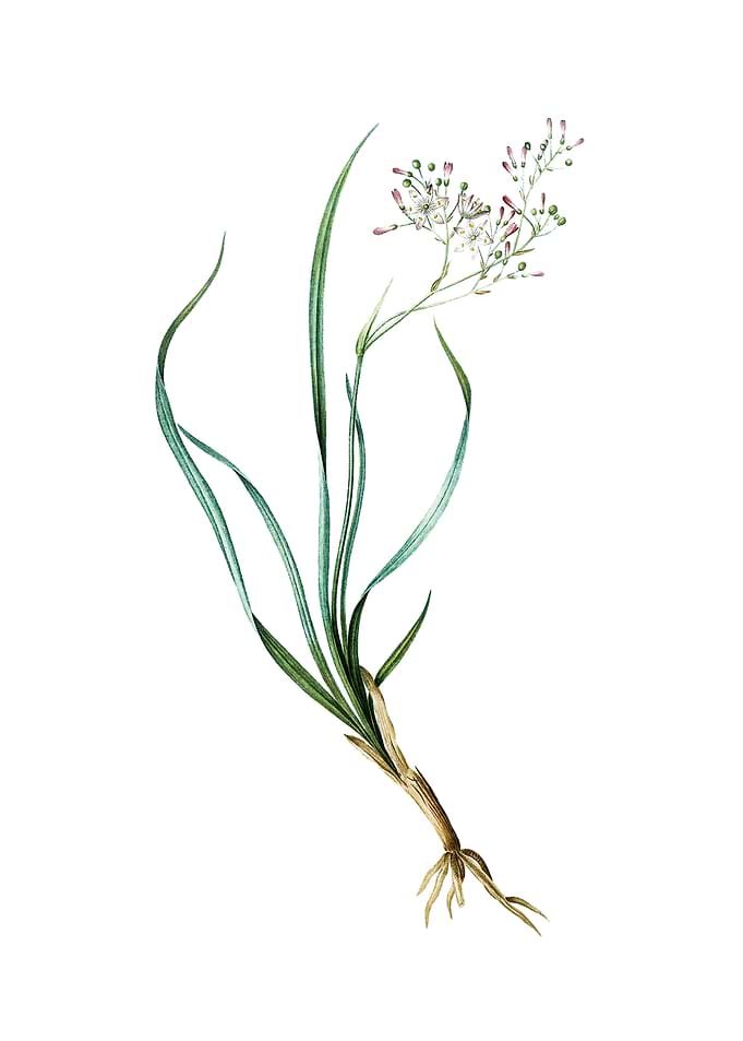 Vintage Phalangium Bicolor