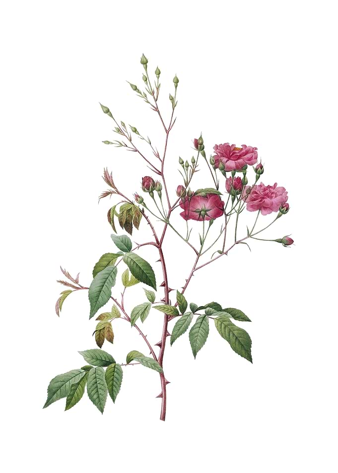 Pink Noisette Roses Flower
