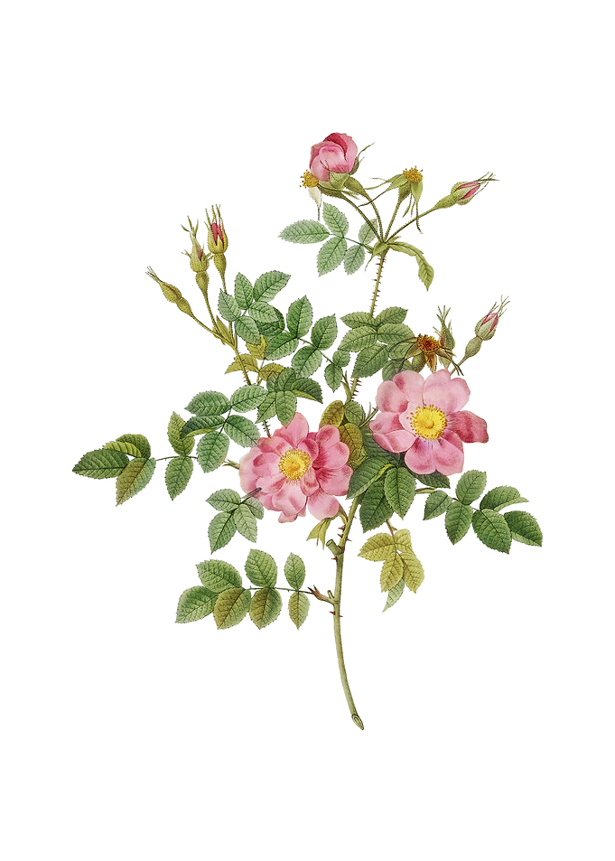 Pink Rosebush Bloom Flower