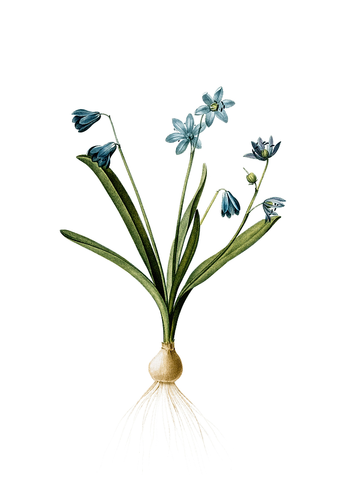 Vintage Scilla Amoena