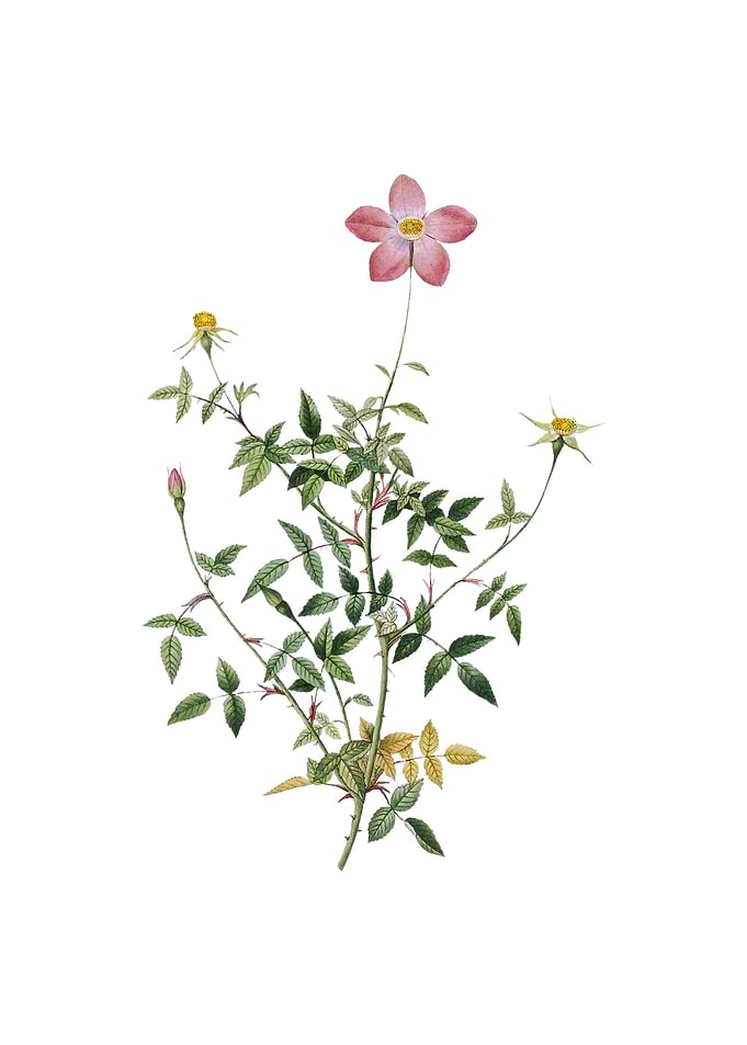 Single Dwarf Chinese Rose