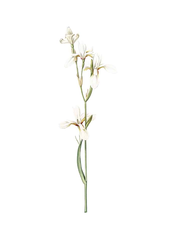 Vintage Siberian Iris