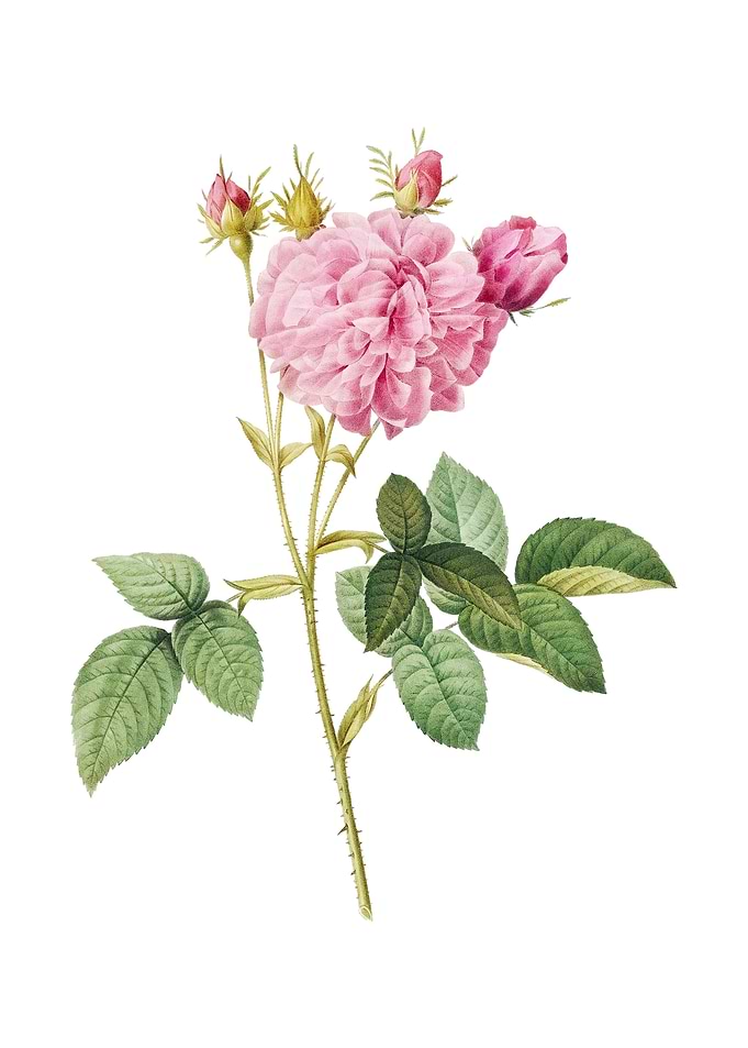 Vintage Pink Agatha Rose