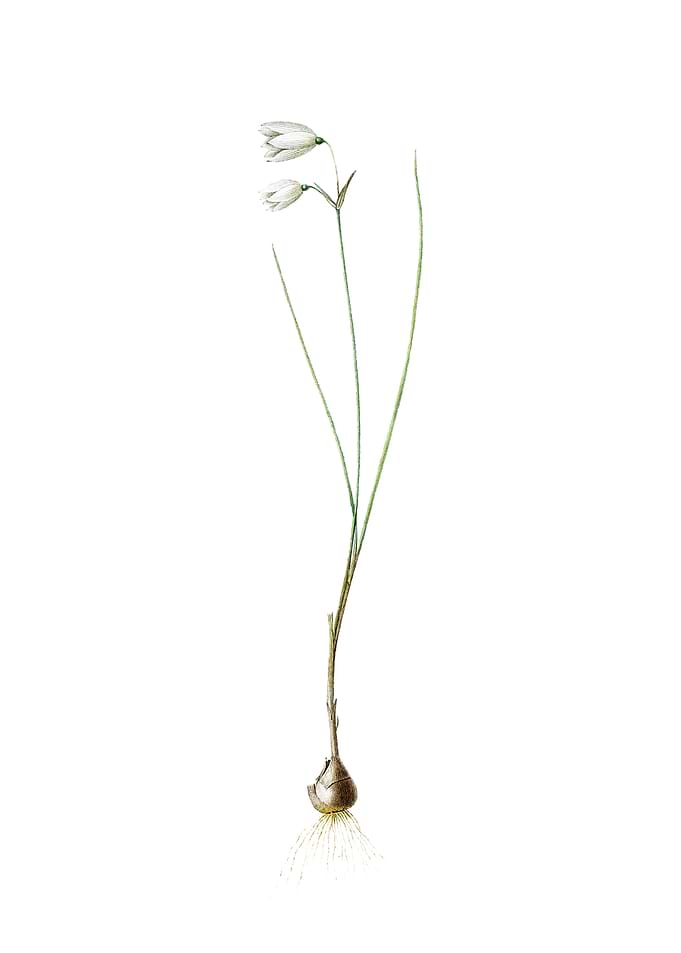 Vintage Snowbell on White