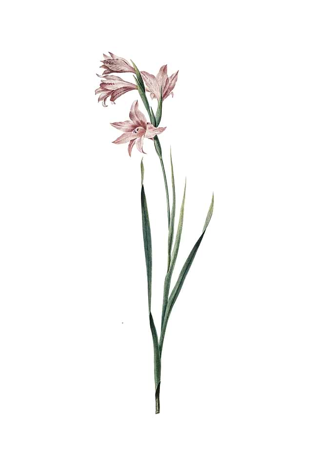 Vintage Painted Lady