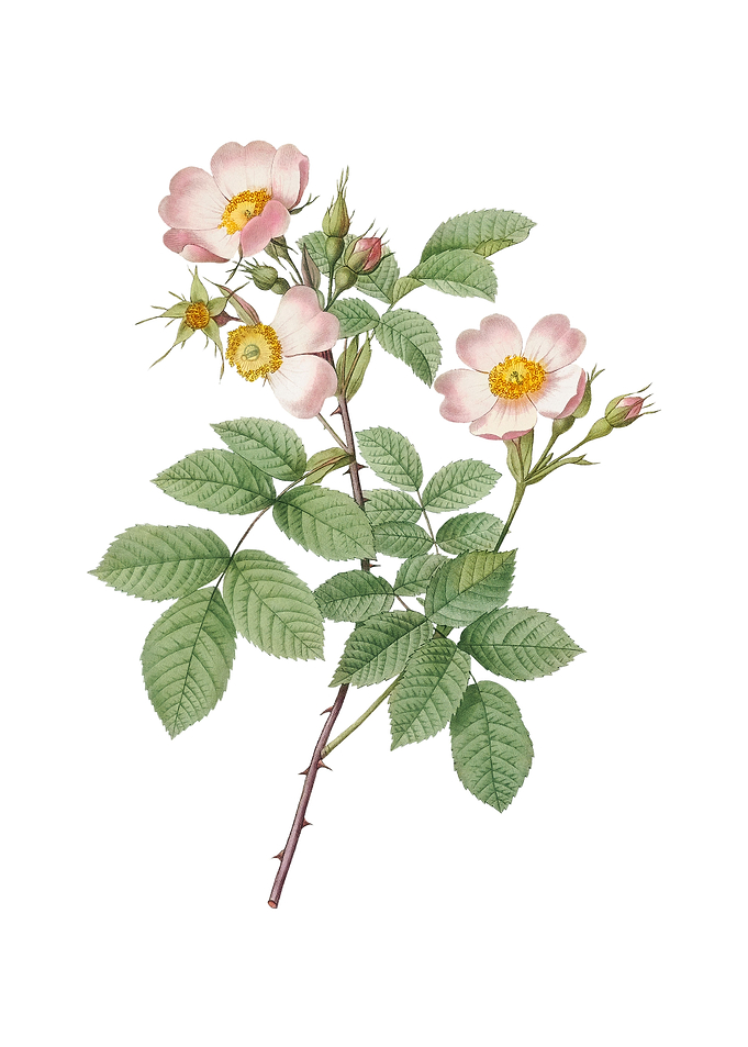 Short Styled Field Rose