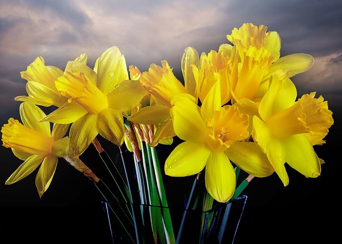 Welsh yellow Daffodils