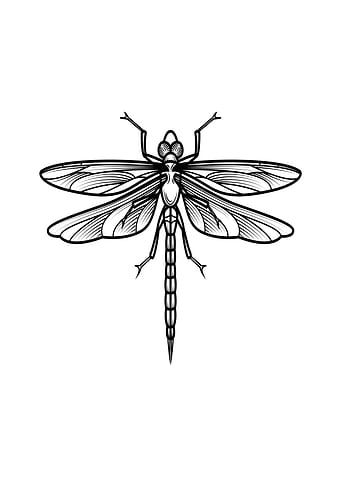 insect art