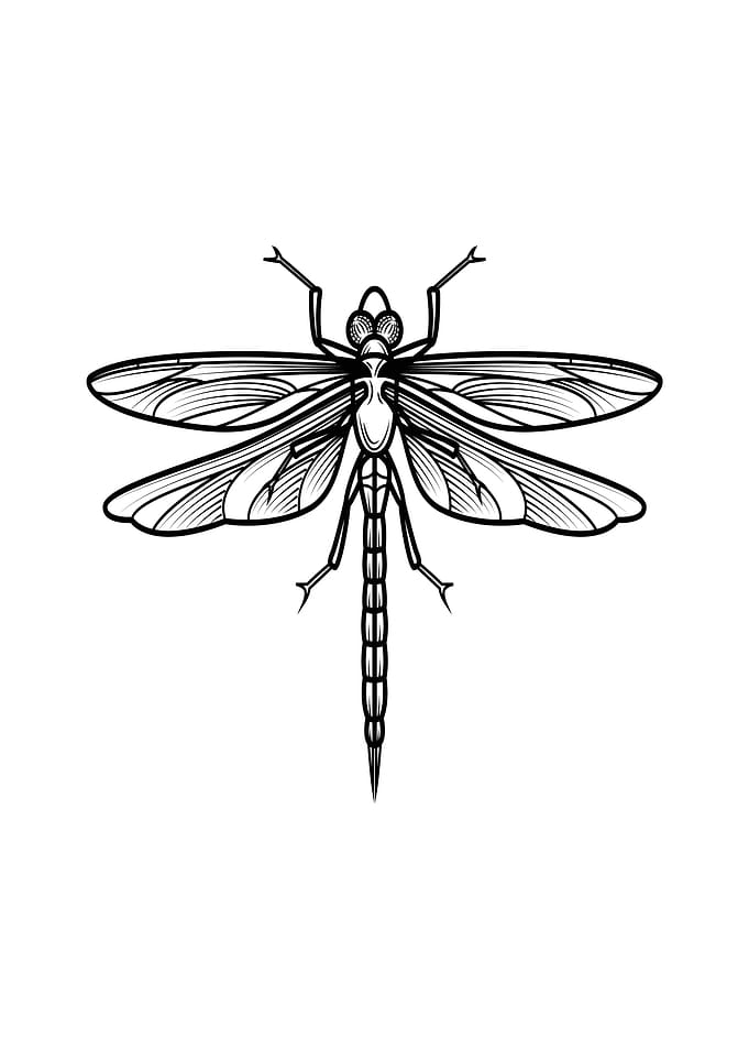 insect art
