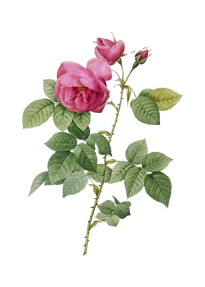 Vintage Pink Bourbon Roses