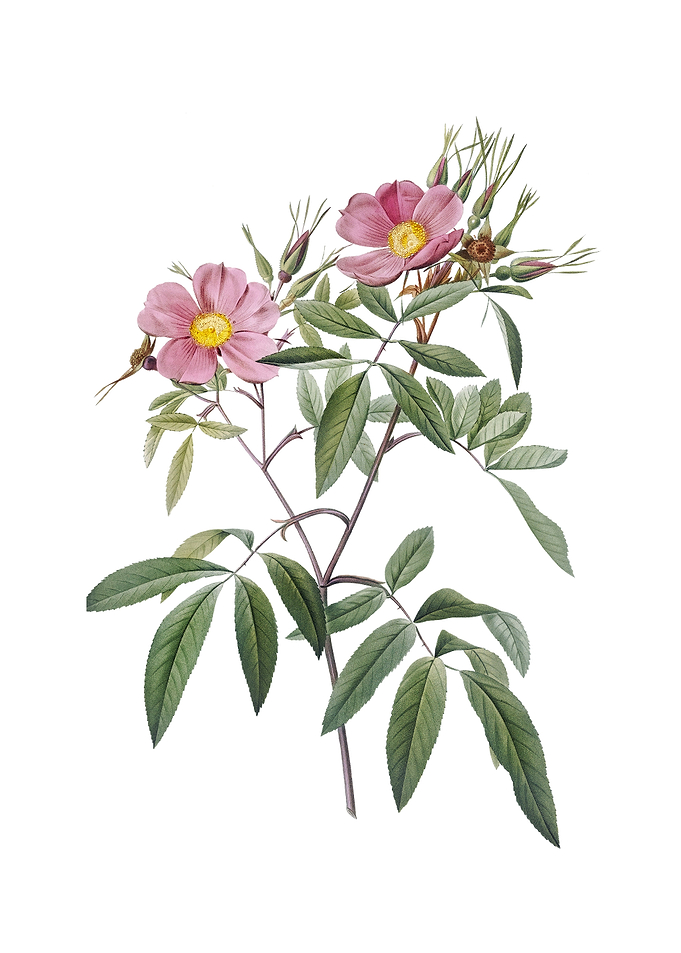 Vintage Pink Swamp Roses