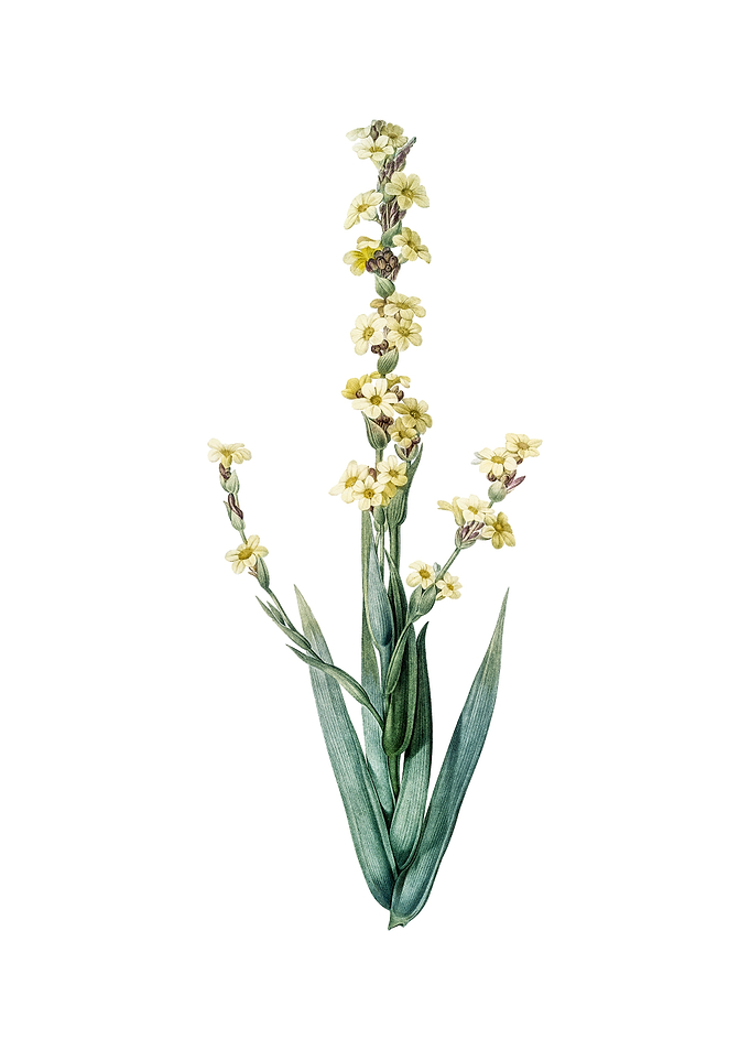 Pale Yellow Eyed Grass