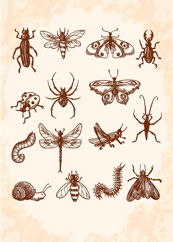 insect