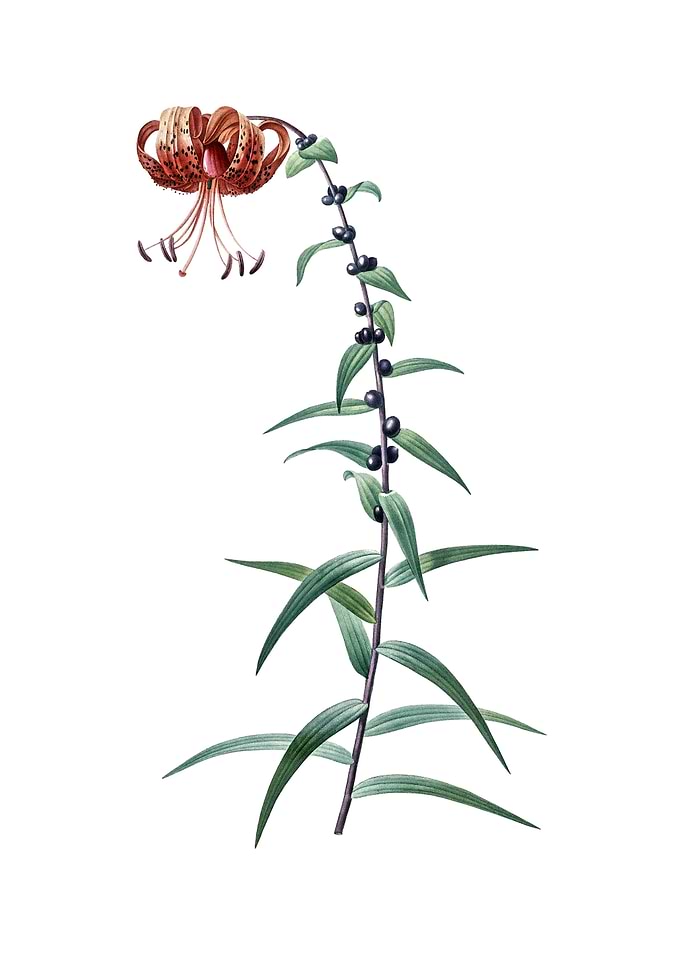Vintage Tiger Lily Flower